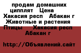 продам домашних ципплят › Цена ­ 80 - Хакасия респ., Абакан г. Животные и растения » Птицы   . Хакасия респ.,Абакан г.